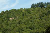 View of rhododendron cottage from forest road